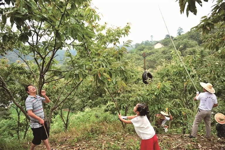 风物特产推介,湖北罗田大红袍板栗