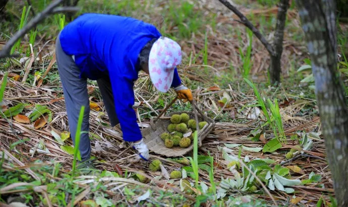 风物特产推介,湖北罗田大红袍板栗