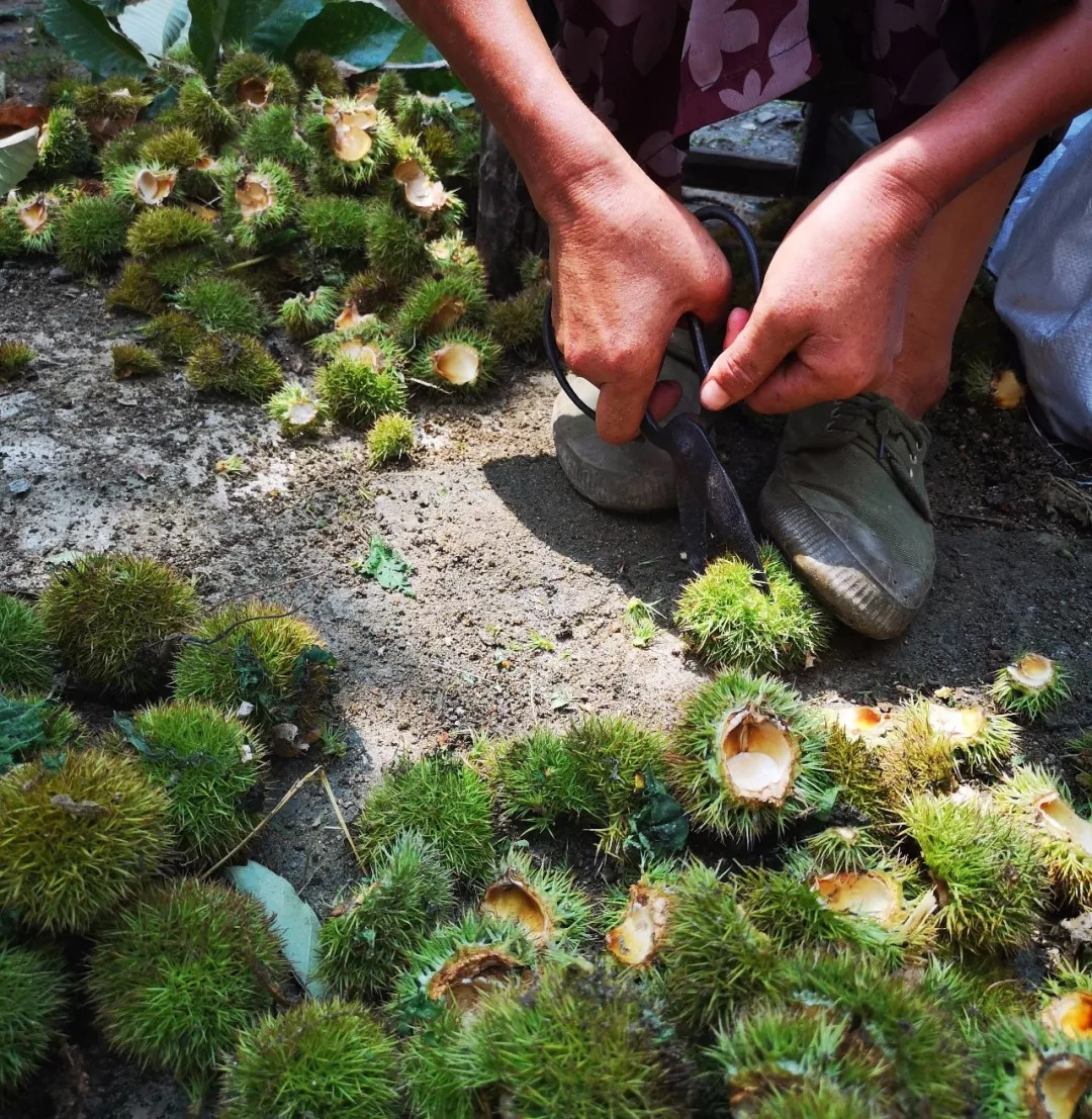 风物特产推介,湖北罗田大红袍板栗