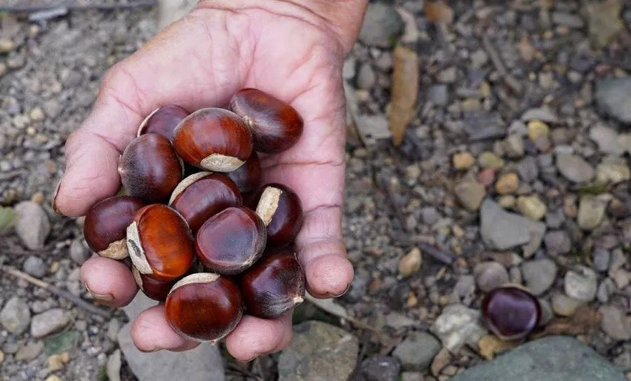 风物特产推介,湖北罗田大红袍板栗