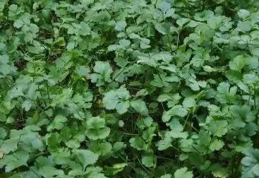 今年种的香菜价格怎么样,香菜和葱种一盆一直都不长