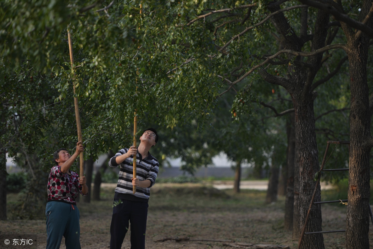鲜枣采摘,采摘枣子怎么样