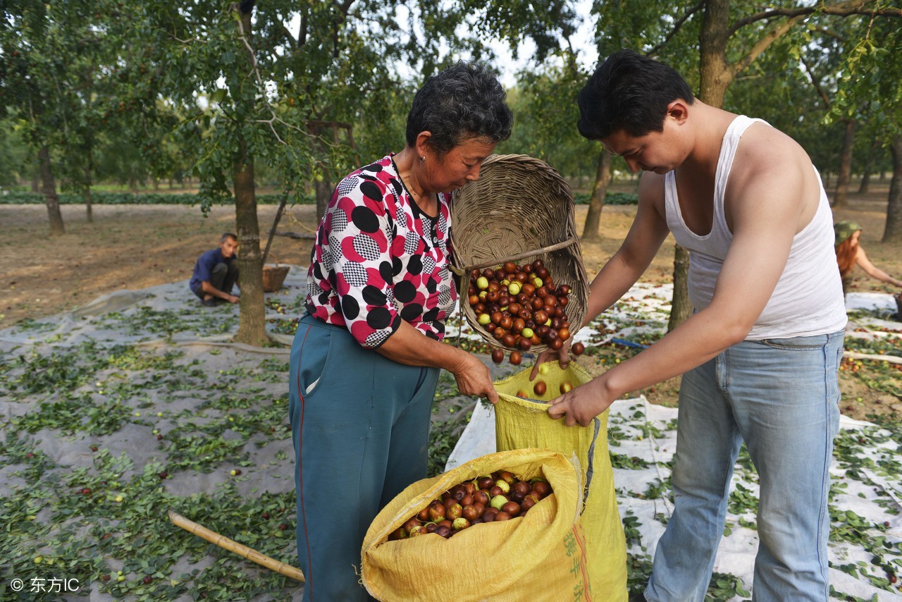 鲜枣采摘,采摘枣子怎么样