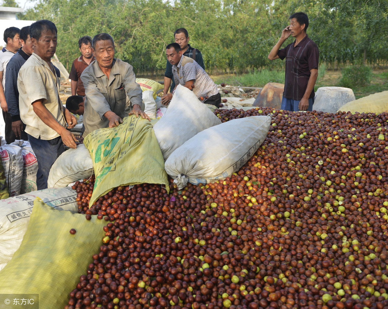 鲜枣采摘,采摘枣子怎么样