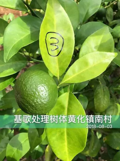 柑橘黄化修复剂爆款,黄化1号治柑橘黄化