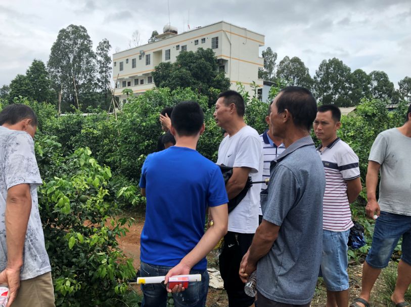 柑橘黄化修复剂爆款,黄化1号治柑橘黄化