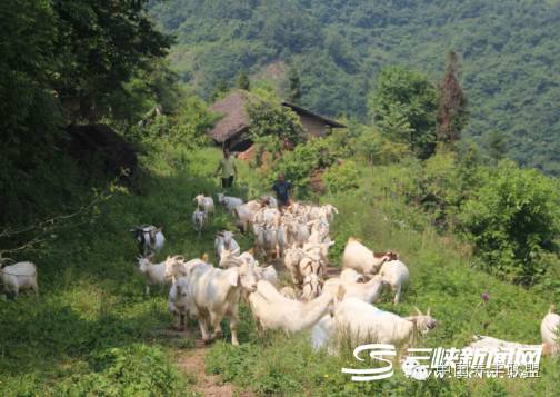 秋季养羊抓好秋膘,春季养羊知识
