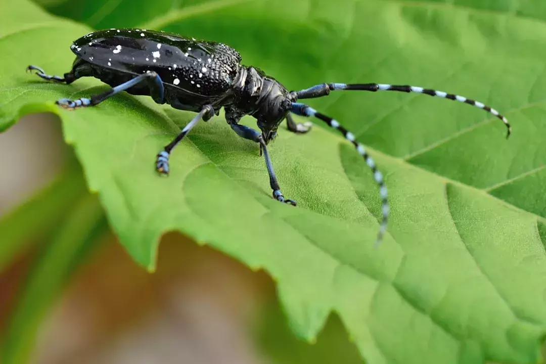 红颈天牛生活习性及防治方法,天牛的习性和天敌