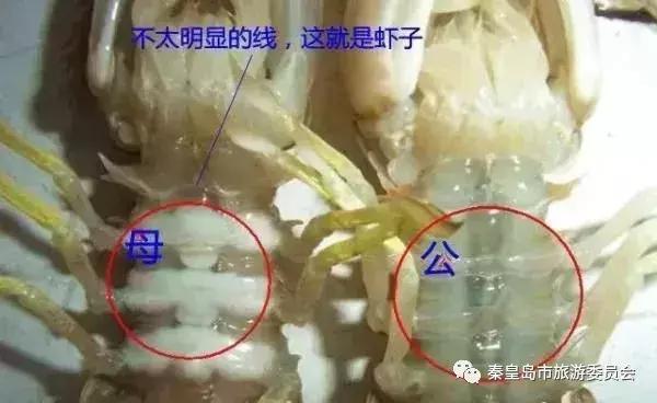 有一种炫富叫开海节,威海有一种炫富叫做开海了