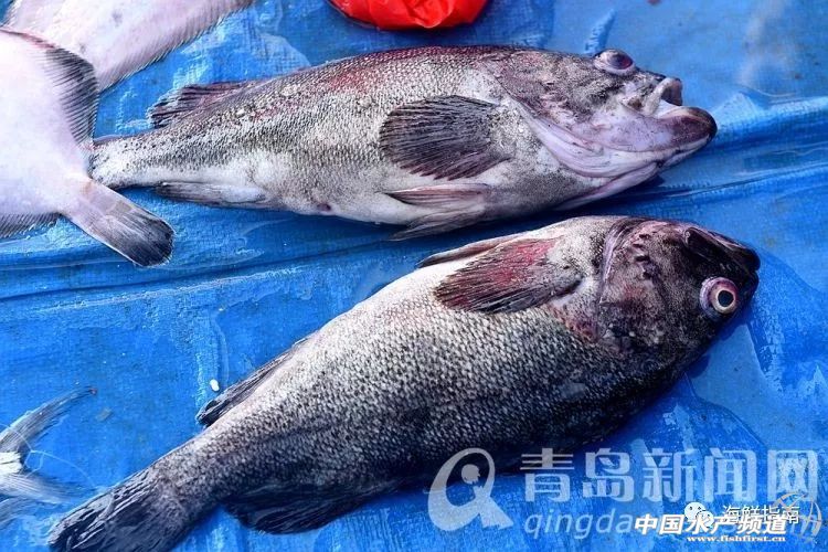 黄渤海特色海鲜,黄渤海渔场海鲜有哪些