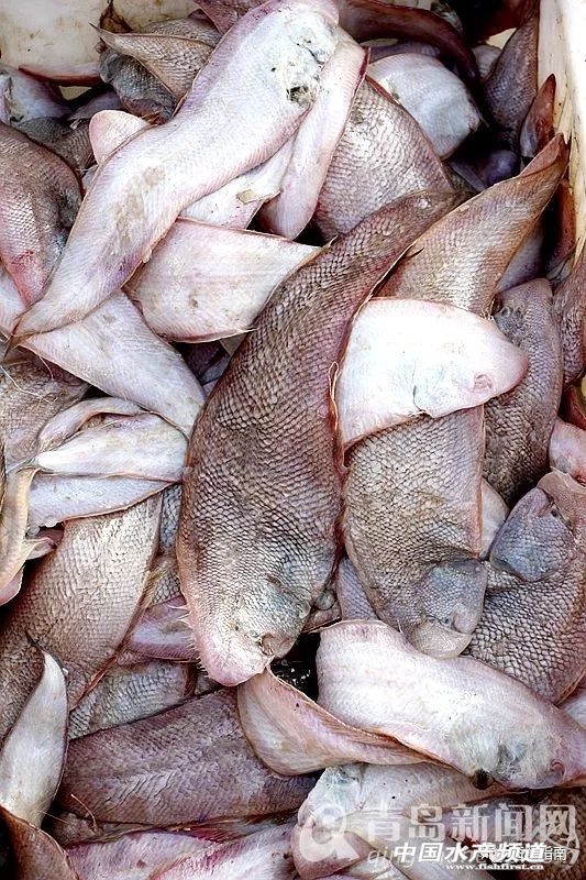 黄渤海特色海鲜,黄渤海渔场海鲜有哪些