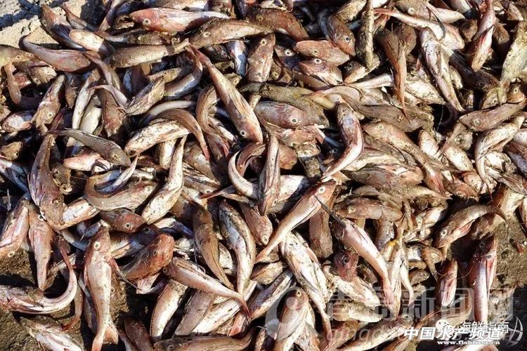 黄渤海特色海鲜,黄渤海渔场海鲜有哪些