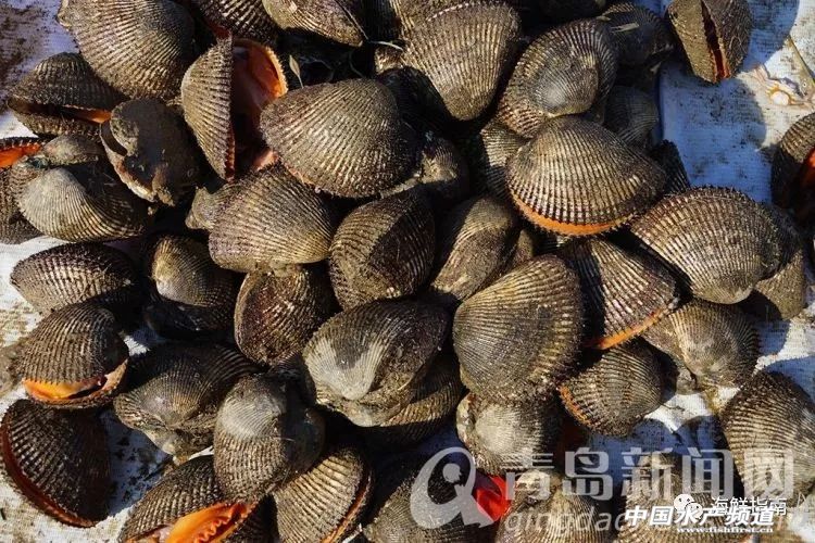 黄渤海特色海鲜,黄渤海渔场海鲜有哪些