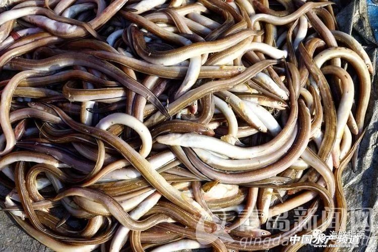 黄渤海特色海鲜,黄渤海渔场海鲜有哪些