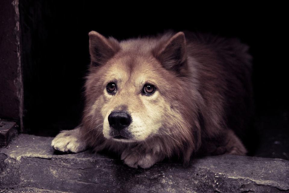 狗狗为什么会胃口差,狗狗为何肠道有问题