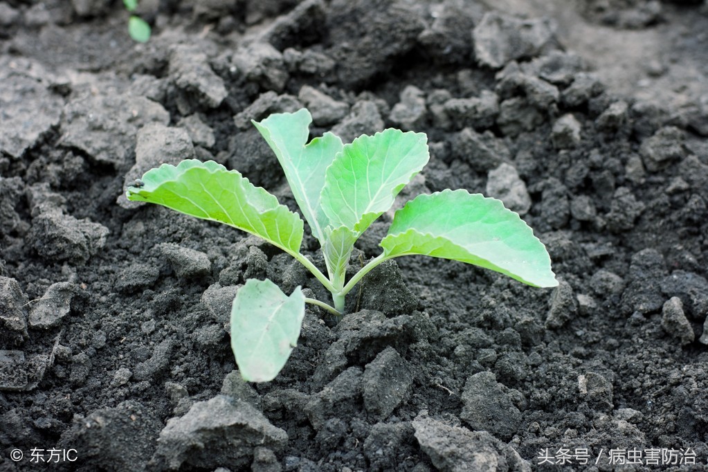 植物生长调节剂的用法用量,蔬菜中植物生长调节剂