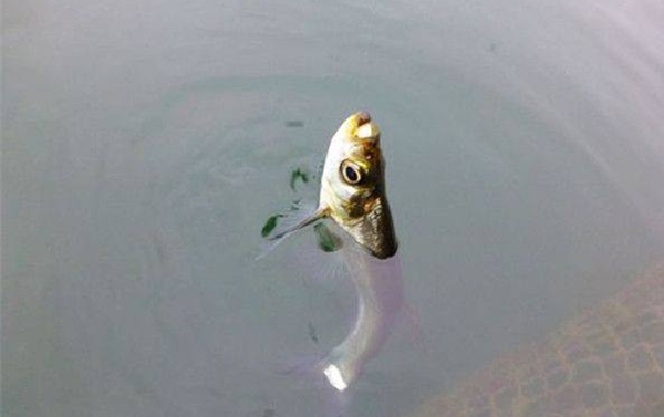 钓翘嘴鱼实用技巧大全,翘嘴鱼怎样钓好