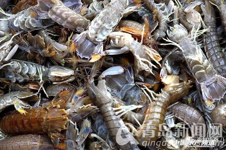 黄渤海特色海鲜,黄渤海渔场海鲜有哪些