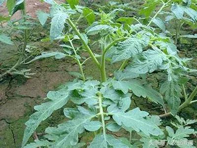 防治粉虱,粉虱病是什么原因引起的