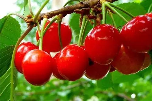 青白江哪里可以摘水果,青白江瓜果哪里买