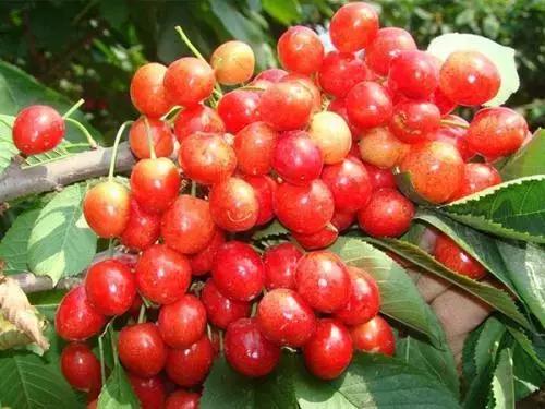 青白江哪里可以摘水果,青白江瓜果哪里买