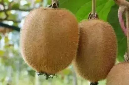 青白江哪里可以摘水果,青白江瓜果哪里买