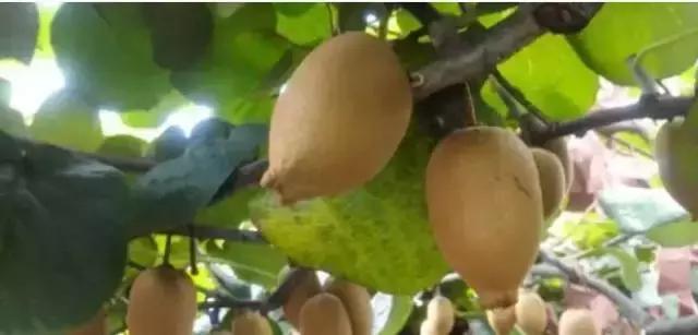 青白江哪里可以摘水果,青白江瓜果哪里买