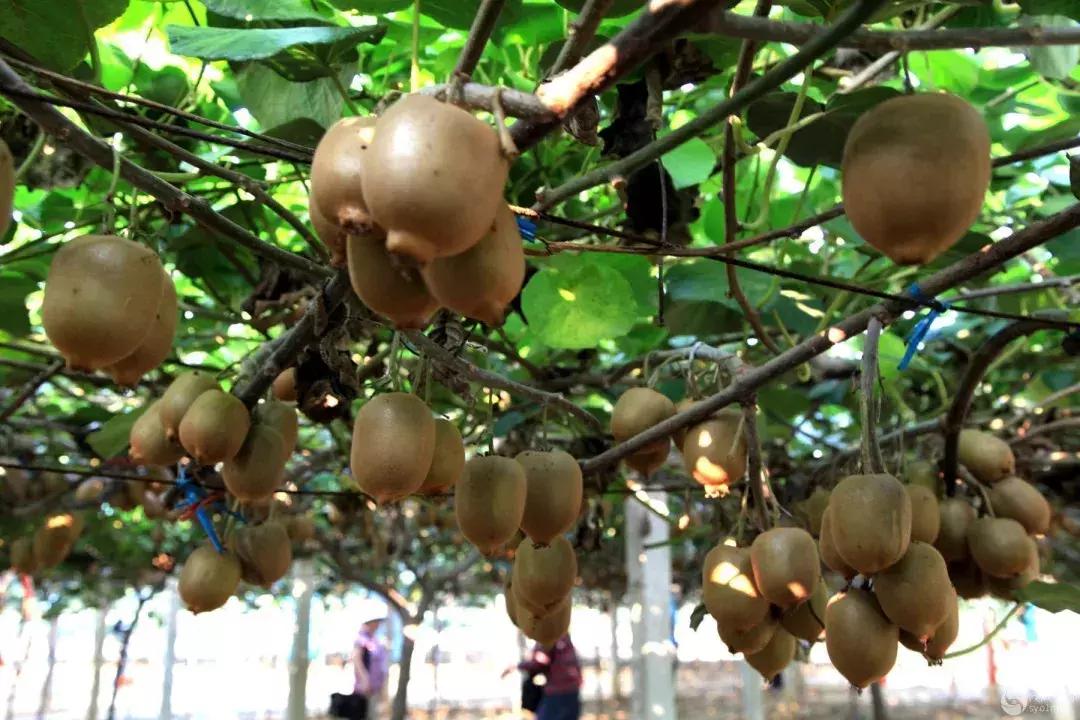 青白江哪里可以摘水果,青白江瓜果哪里买