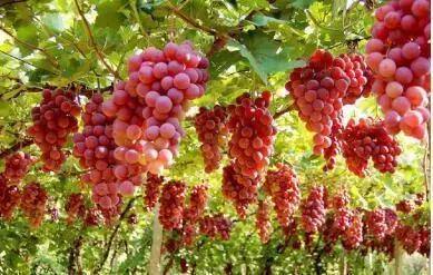 青白江哪里可以摘水果,青白江瓜果哪里买