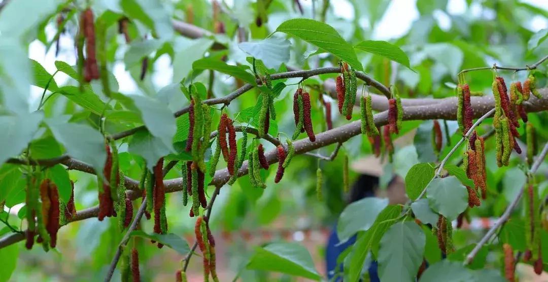 青白江哪里可以摘水果,青白江瓜果哪里买