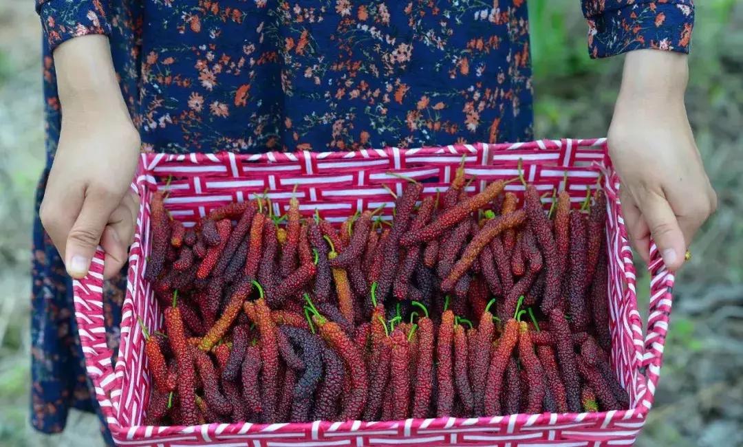青白江哪里可以摘水果,青白江瓜果哪里买