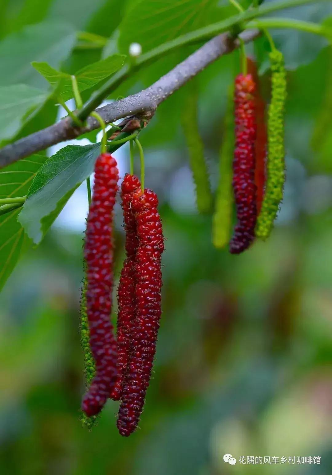 青白江哪里可以摘水果,青白江瓜果哪里买