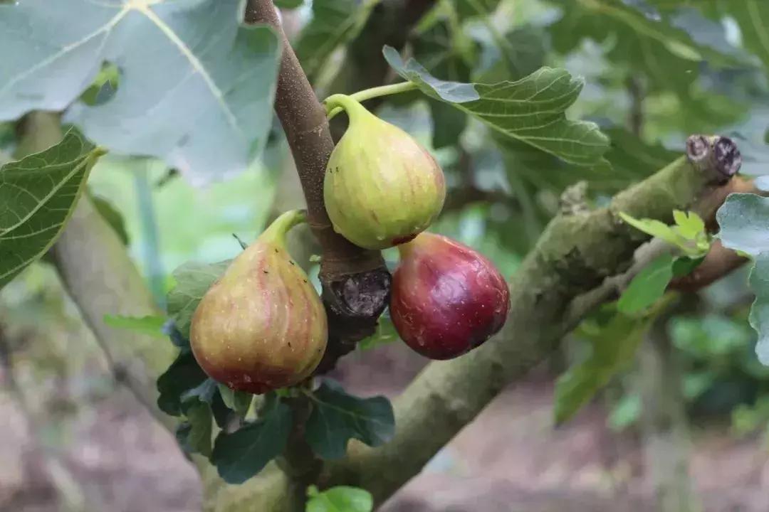 青白江哪里可以摘水果,青白江瓜果哪里买