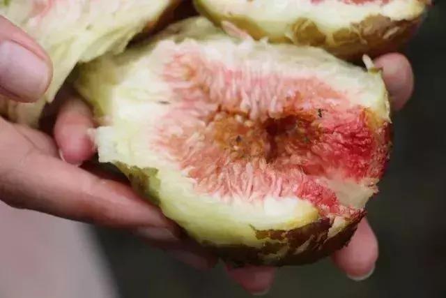 青白江哪里可以摘水果,青白江瓜果哪里买