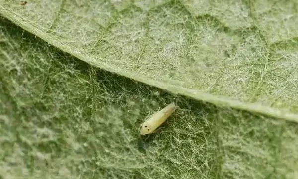 葡萄主要地下虫害有哪些,如何处理葡萄树上的金龟子虫害