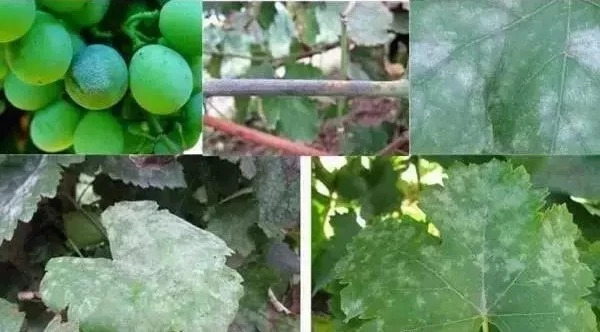 葡萄主要地下虫害有哪些,如何处理葡萄树上的金龟子虫害