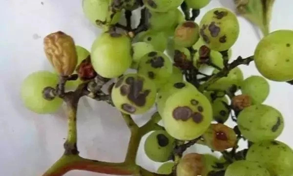 葡萄主要地下虫害有哪些,如何处理葡萄树上的金龟子虫害