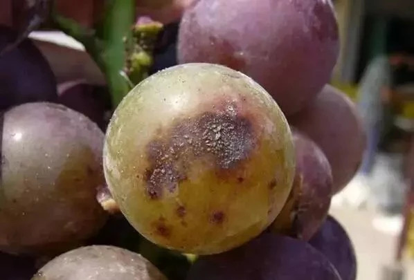 葡萄主要地下虫害有哪些,如何处理葡萄树上的金龟子虫害