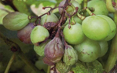 葡萄主要地下虫害有哪些,如何处理葡萄树上的金龟子虫害