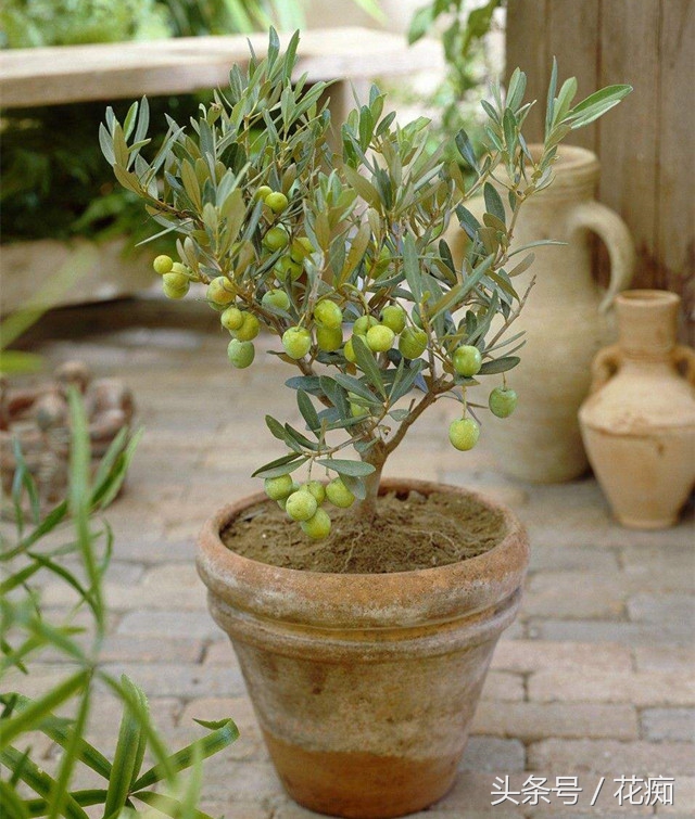 油橄榄盆栽的养护与管理,油橄榄盆栽如何种植