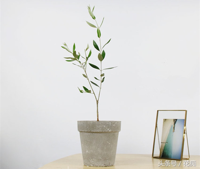 油橄榄盆栽的养护与管理,油橄榄盆栽如何种植