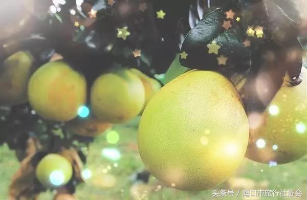 这个季节不能错过的柑橘,这个季节不可错过的水果枇杷