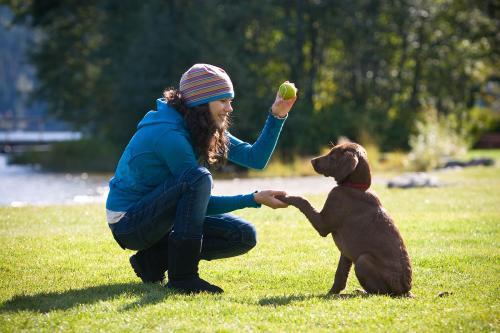 拉布拉多犬嘴巴尖是品种不纯吗,拉布拉多幼犬怎么看品种纯不纯