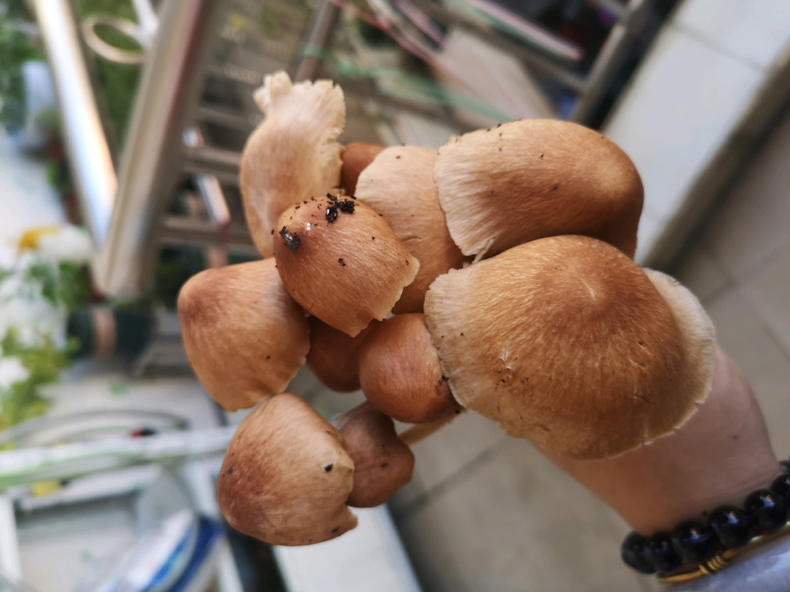 花盆里“肥”蘑菇不断,月季“瘦”如牙签