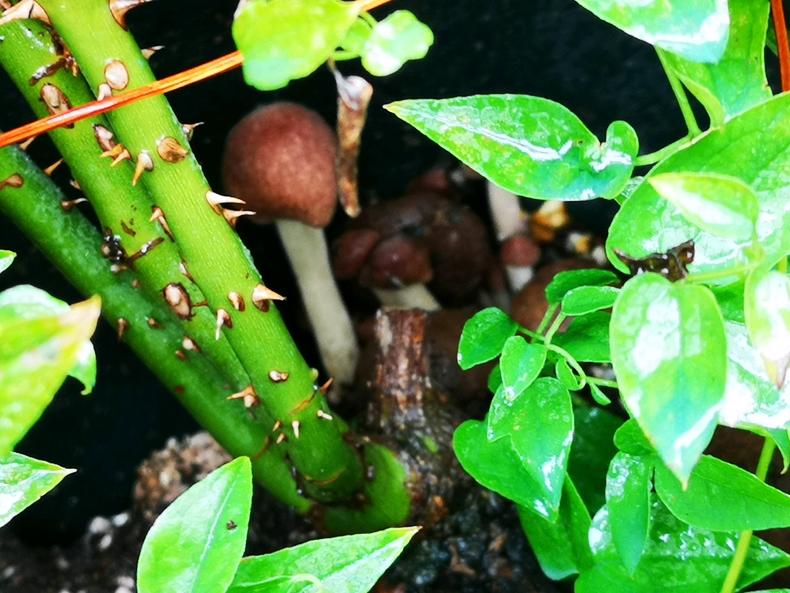 花盆里“肥”蘑菇不断,月季“瘦”如牙签