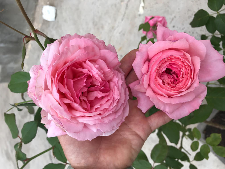 花盆里“肥”蘑菇不断,月季“瘦”如牙签