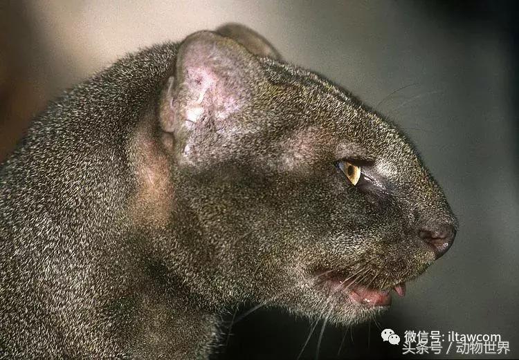 动物世界马全集视频,动物世界大象