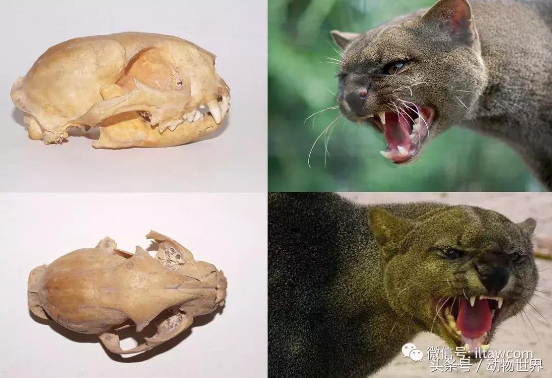 动物世界马全集视频,动物世界大象