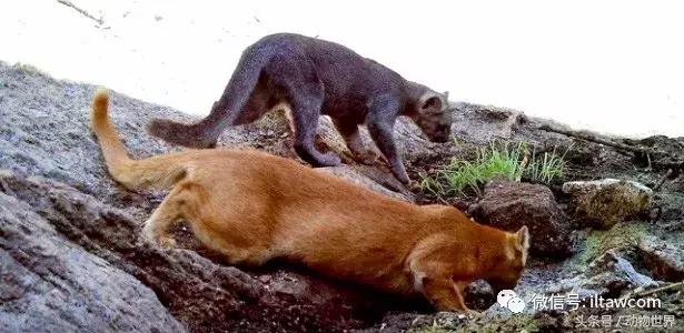 动物世界马全集视频,动物世界大象