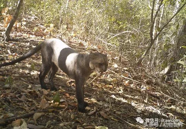 动物世界马全集视频,动物世界大象